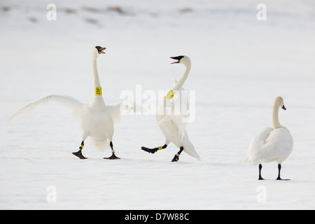 Deux cygnes trompettes bagués dans la nature et de l'interaction. klaxonnent Banque D'Images