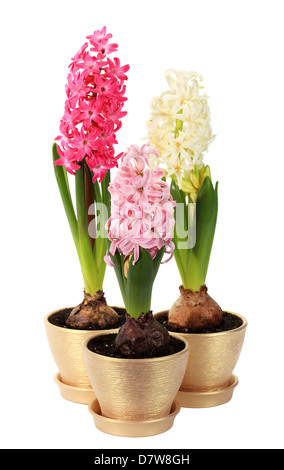 Des boutons de fleurs de jacinthe sur le fond blanc (Hyacinthus) Banque D'Images