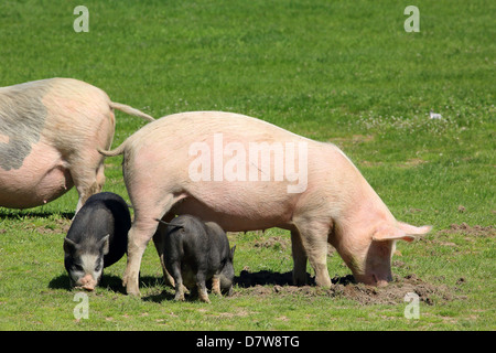 Les porcelets de pâturage dans la prairie Banque D'Images