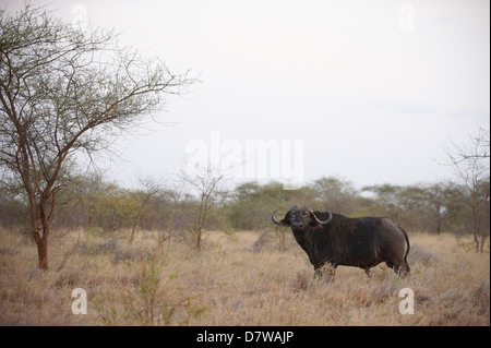 Buffle d'Afrique (Syncerus caffer), le Parc National de Meru, au Kenya Banque D'Images