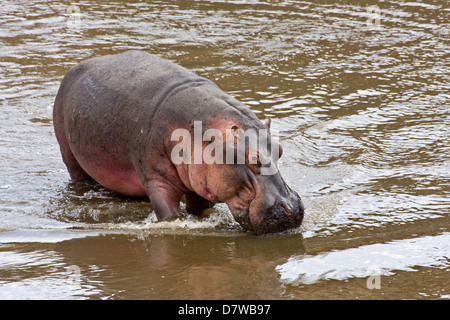 Hippo Banque D'Images