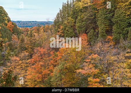 Kelso / Glen Eden Conservation dans Milton couleurs d'automne à vieilles forêts sur le dessus de l'escarpement Banque D'Images