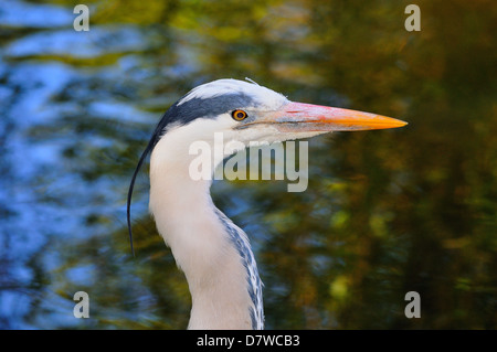 Close up of Heron's head in profile Banque D'Images