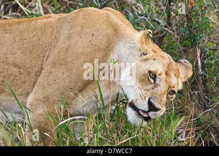 lionne Banque D'Images