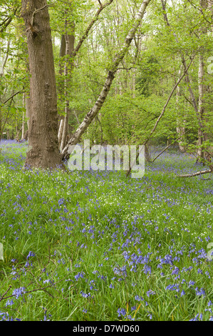 Beaucoup de fleurs sauvages stellaire à jacinthes et au printemps meadow en vertu de l'arbre à feuilles caduques feuillage ouvert du défrichement des terres forestières Banque D'Images