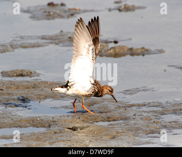 Femelle adulte de nourriture ( Ruff Philomachus pugnax) dans une drôle de poser Banque D'Images