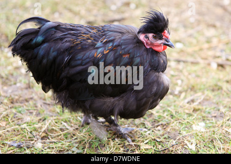 Crested ornementales poulet bantam avec un cône sur la tête. Banque D'Images