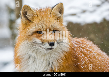 renard roux Banque D'Images