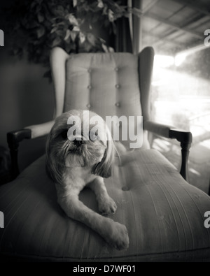 Un petit chien Shih Tzu détend on lounge chair, tourné en noir et blanc. Banque D'Images