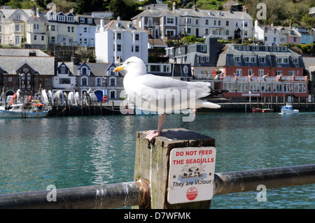 Mouette debout sur un de ne pas nourrir les mouettes sign in Looe Cornwall England UK GO Banque D'Images