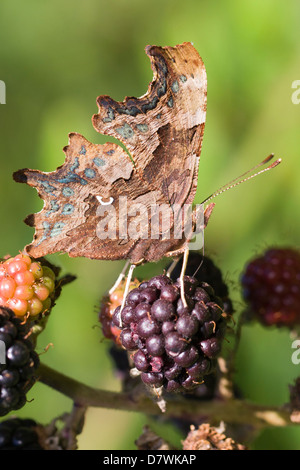 Virgule - Polygonia c-album Banque D'Images