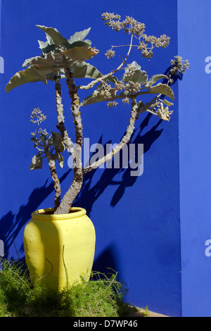 Jardins Majorelle : Composition avec bleu cobalt profond Banque D'Images