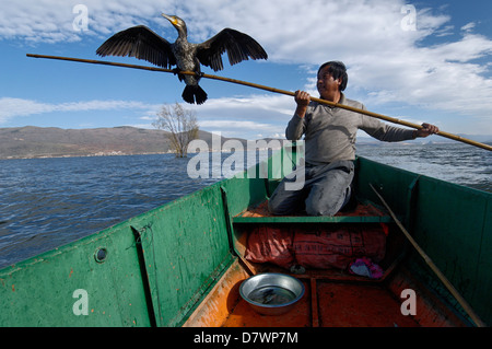 La pêche au cormoran sur le Lac Erhai, près de Dali, Yunnan, Chine. Banque D'Images