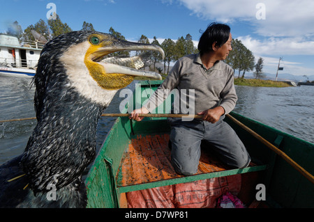 La pêche au cormoran sur le Lac Erhai, près de Dali, Yunnan, Chine. Banque D'Images