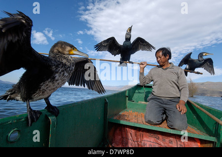 La pêche au cormoran sur le Lac Erhai, près de Dali, Yunnan, Chine. Banque D'Images