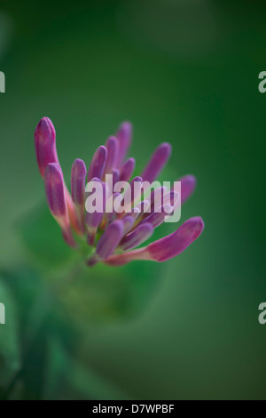 Avant la floraison des fleurs de chèvrefeuille Banque D'Images