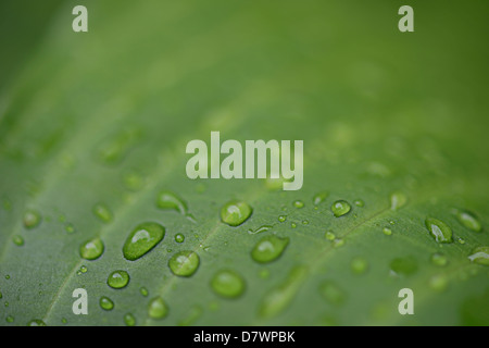 Gouttes d'eau sur la structure des feuilles vertes Banque D'Images