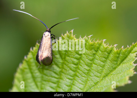 Conte de longhorn Moth - Adela reaumurella (femelle) Banque D'Images