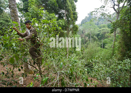 Man picking Akha plateau dans sa famille près de Baja's Tea Garden Village Akha. Banque D'Images