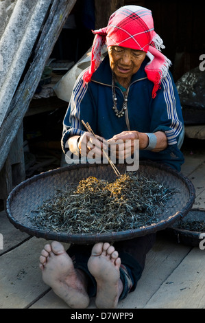 Femme Akha le tri des feuilles de thé séchées, Baja village Akha Banque D'Images