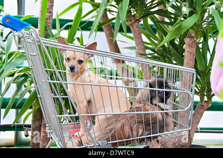 Deux chiens dans le panier du marché Banque D'Images