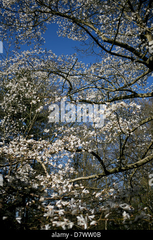 Grande maturité Magnolia stellata entrée en fleur, ciel bleu, au début du printemps. Banque D'Images