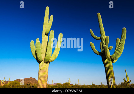 Saguaro cactus, cactus tuyau d'Organe National Monument, Arizona USA Banque D'Images