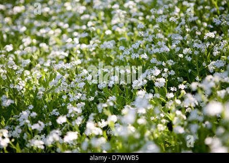 Blanc Forget-me-nots / Myosotis sylvatica avec lumière de applique Banque D'Images