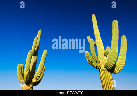 Saguaro cactus, cactus tuyau d'Organe National Monument, Arizona USA Banque D'Images