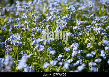 Myosite sylvatica / Blue Forget-me-nots Banque D'Images