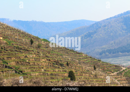 Terrasses de loess Vinyard dans la célèbre vallée de Wachau, Autriche Banque D'Images