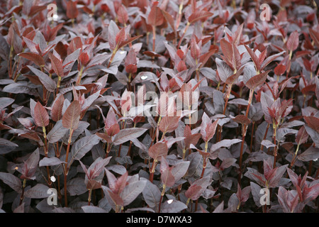 Lysimachia ciliata 'Firecracker', nouvelle croissance au printemps. Banque D'Images