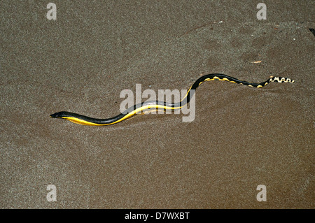 Yellow-bellied Seasnake Pelamis platurus Parc National Santa Rosa, Guanacaste, Costa Rica 15 octobre des profils Banque D'Images