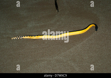 Yellow-bellied Seasnake Pelamis platurus Parc National Santa Rosa, Guanacaste, Costa Rica 15 octobre des profils Banque D'Images