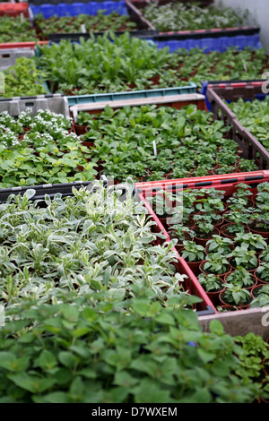 Propagation des plantes - plateaux de semis / plantes cultivées à partir de semences et de boutures de feuilles, dans une serre de pépinière Banque D'Images