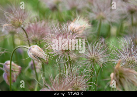 Anémone pulsatille (pulsatilla vulgaris / Pasqueflower) têtes de graine Banque D'Images