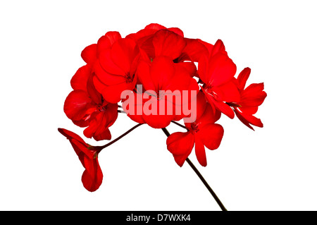 Bouquet de fleurs de géraniums rouges, isolé sur fond blanc Banque D'Images