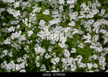 White Forget-Me-Nots (Myosotis sylvatica) Banque D'Images