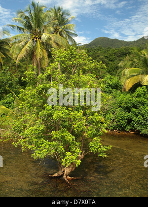 La mangrove dans l'eau claire en Asie sur l'île Banque D'Images