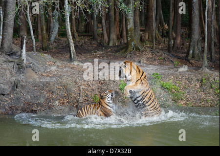 Tigre mâle et femelle dans le lac ,big cat rescue centre, Tampa, Florida, USA Banque D'Images