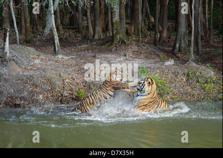 Tigre mâle et femelle dans le lac ,big cat rescue centre, Tampa, Florida, USA Banque D'Images