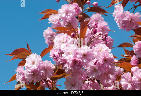 Fleur Rose sur la floraison du cerisier (Prunus 'Kanzan') Banque D'Images