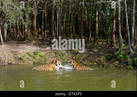 Tigre mâle et femelle dans le lac ,big cat rescue centre, Tampa, Florida, USA Banque D'Images