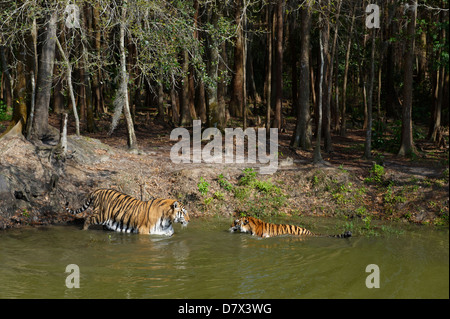 Tigre mâle et femelle dans le lac ,big cat rescue centre, Tampa, Florida, USA Banque D'Images