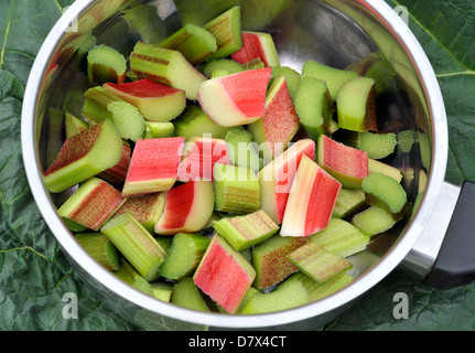 Nouvelle saison de la rhubarbe dans une casserole et prêt à cuire. Banque D'Images