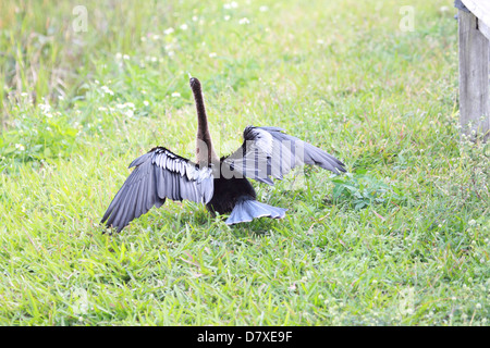 Anhinga en Floride Banque D'Images