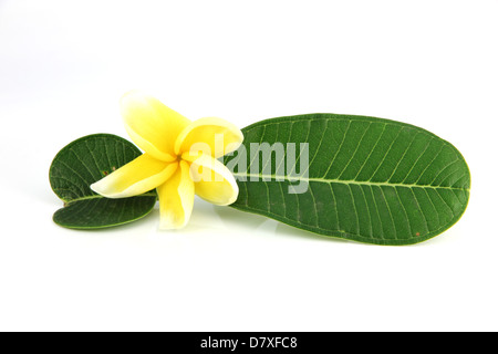 Fleurs jaunes et feuilles vertes sur fond blanc. Banque D'Images