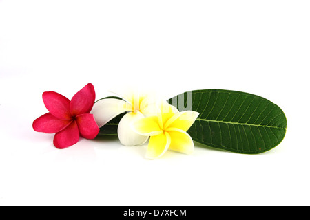 Jaune et Blanc,fleurs roses avec feuilles vertes sur fond blanc. Banque D'Images