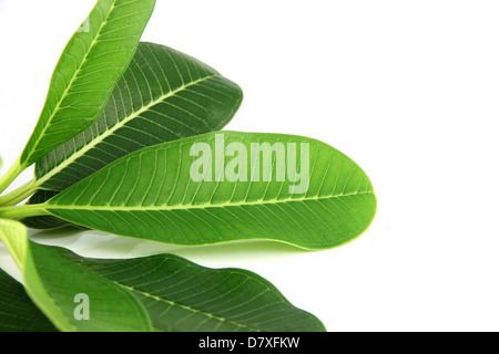 Les feuilles vertes de l'établissement frangipani sur le fond blanc. Banque D'Images