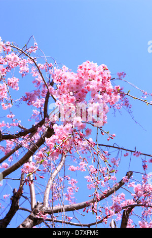 Fleurs de cerisier et de sky Banque D'Images